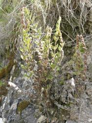Cheilanthes distans. Mature plants growing on a steep rocky bank.
 Image: L.R. Perrie © Te Papa CC BY-NC 3.0 NZ